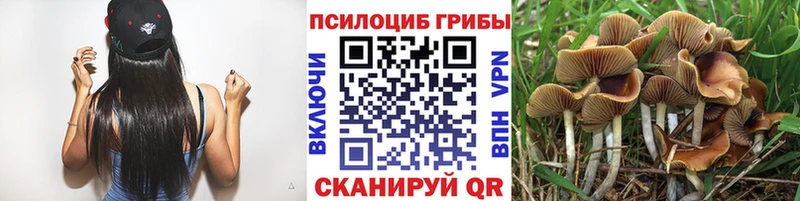 Псилоцибиновые грибы Psilocybe  дарнет шоп  Кубинка 